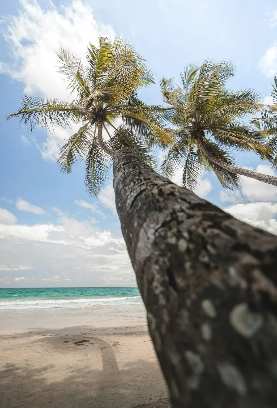palm tree near body of water during daytime