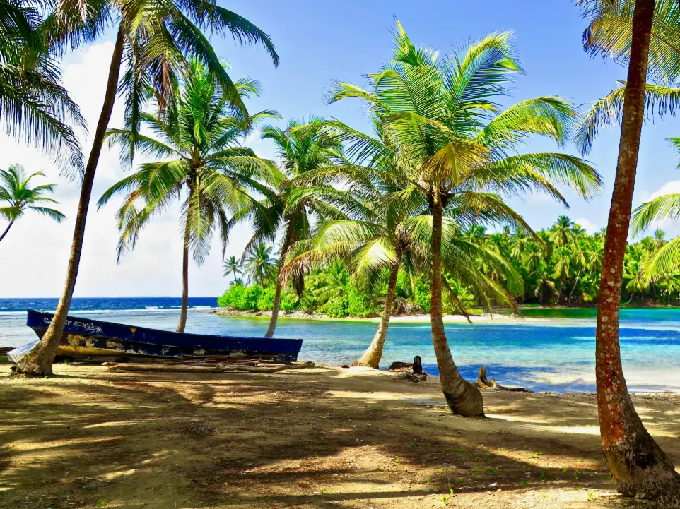 palm tree near body of water during daytime